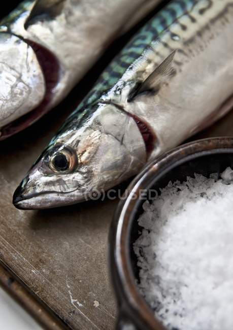 Freshly caught mackerel — Stock Photo