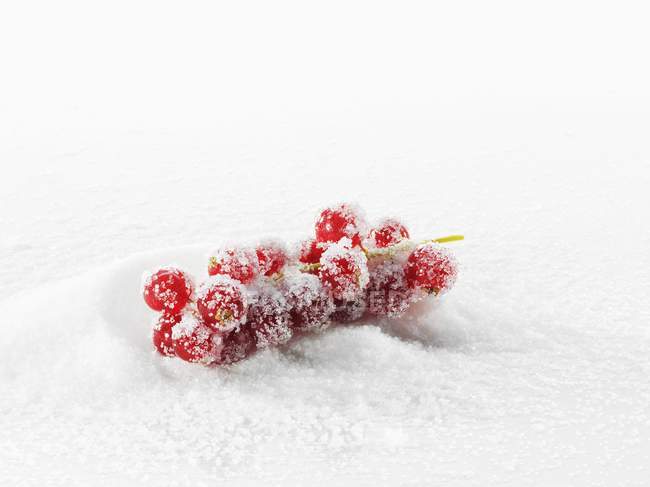 Redcurrants in pile of icing sugar — Stock Photo