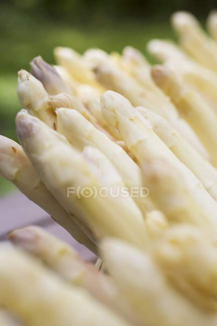 White raw asparagus — Stock Photo