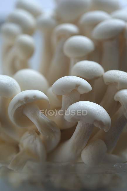 Frische chinesische Pilze — Stockfoto