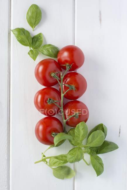 Vine tomatoes with fresh basil — Stock Photo