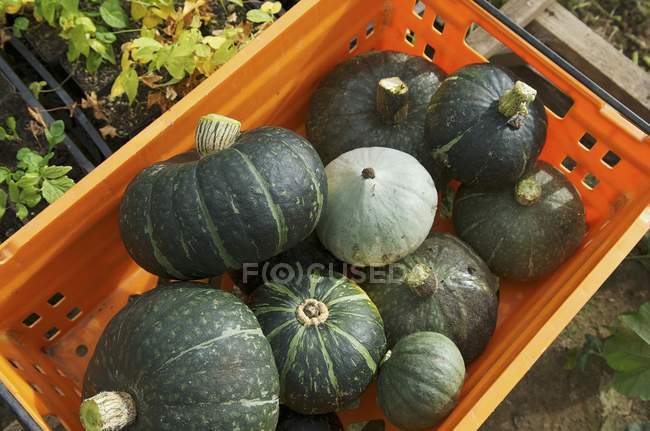 Kabocha squashes in crate — Stock Photo