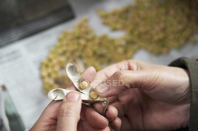 Hands holding dried bean pods — Stock Photo