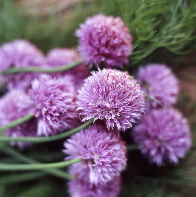 Closeup view of chive flowers bunch — Stock Photo