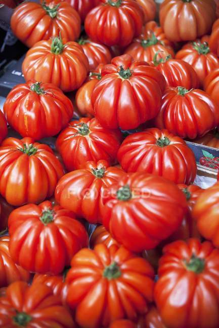 Tomates Costoluto Genovese - foto de stock