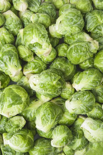 Freshly washed sprouts — Stock Photo