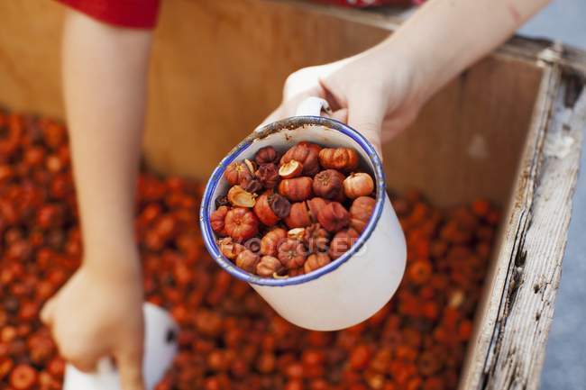 Сушеные тыквы, как ароматический горшок Pourri в эмали кружку — стоковое фото