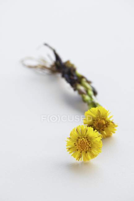 Primo piano vista di due fiori di Coltsfoot su una superficie bianca — Foto stock