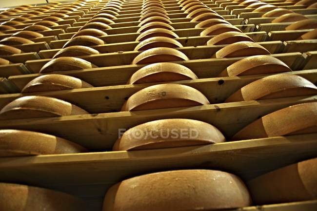 Mountain cheese in cellar — Stock Photo