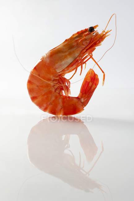 Closeup view of one cooked prawn on white surface — Stock Photo