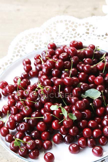 Fresh picked morello cherries — Stock Photo