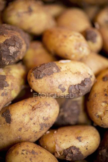 Patatas frescas recogidas - foto de stock