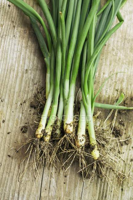 Fresh spring onions — Stock Photo