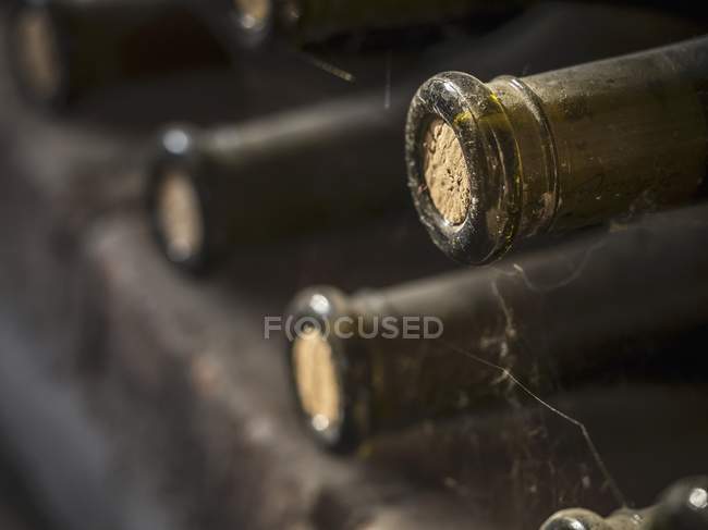 Closeup view of wine bottles necks in cobweb and dust — Stock Photo