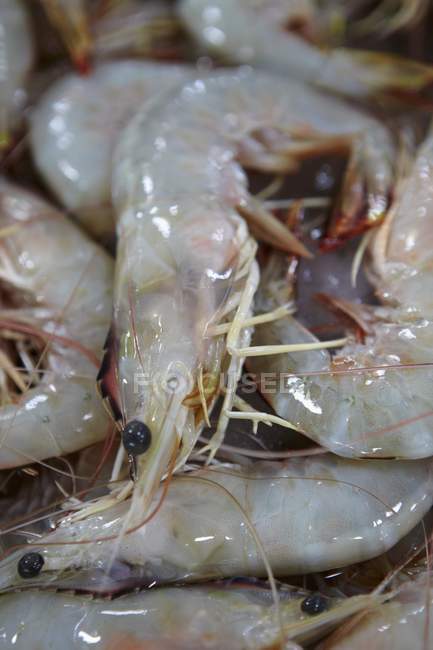 Fresh king prawns in heap — Stock Photo