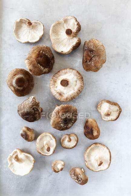 Frische Shiitake-Pilze — Stockfoto