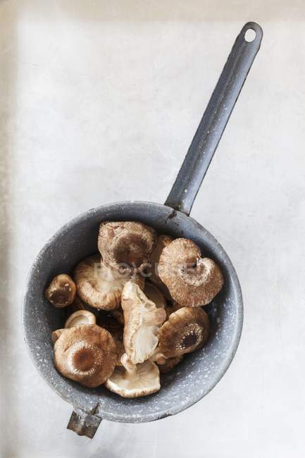 Champignons shiitake frais — Photo de stock