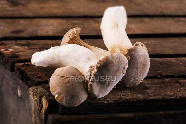 Fresh king trumpet mushrooms — Stock Photo
