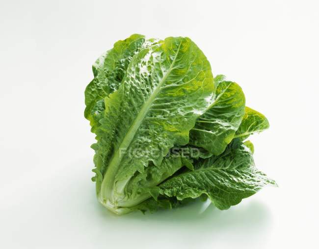 Fresh Romain Lettuce — Stock Photo