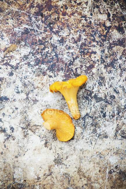 Два свежих гриба-шантереля — стоковое фото