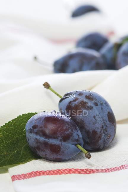 Freshly washed plums — Stock Photo