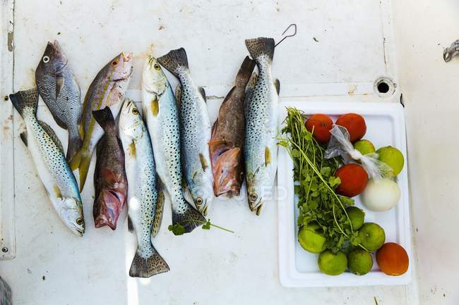 Pescado fresco e ingredientes para el ceviche - foto de stock