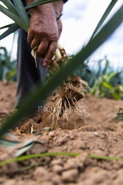 Un campo de puerro siendo cosechado por el hombre al aire libre - foto de stock