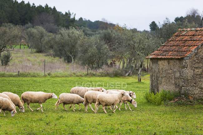 Vue diurne des moutons marchant dans un champ herbeux près du bâtiment — Photo de stock