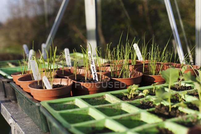 Plantas vegetales en macetas de germinación en un invernadero - foto de stock