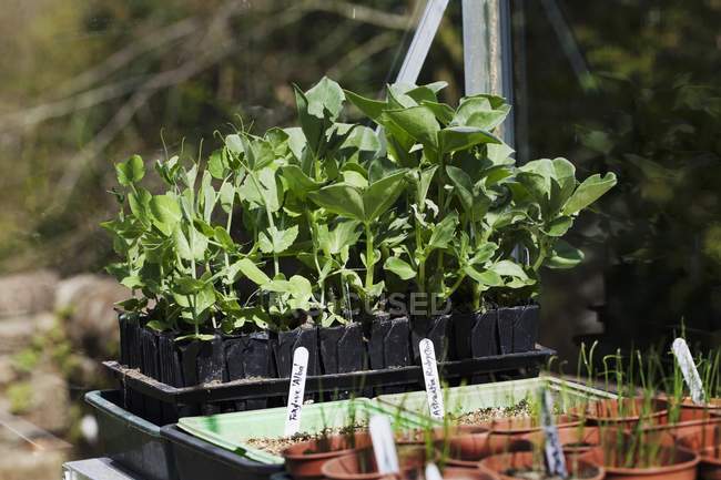 Varias plantas vegetales en macetas de germinación en un invernadero - foto de stock
