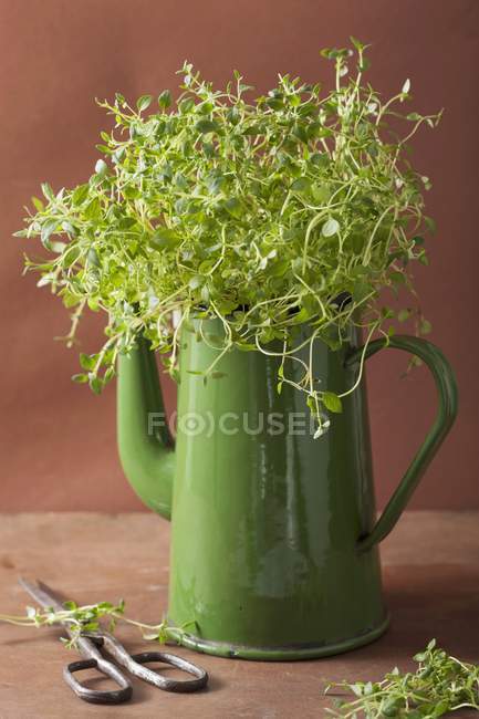 Folhas de tomilho em bule velho — Fotografia de Stock