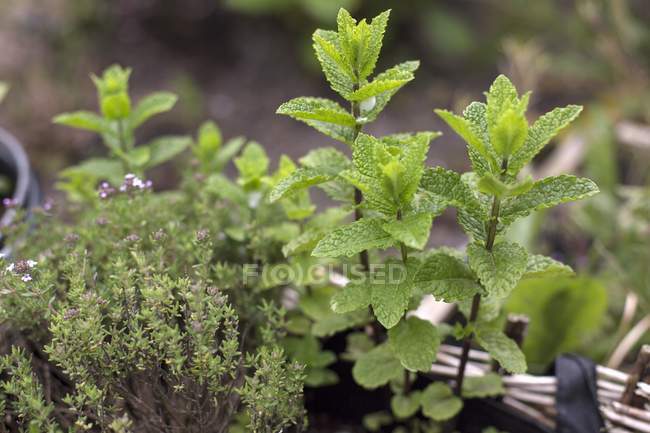 Fresh mint and thyme in basket — Stock Photo