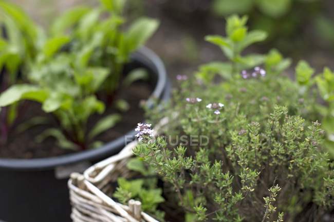 Thyme growing in planting basket — Stock Photo
