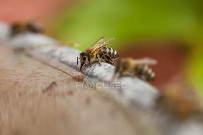 Медовая пчела сидит на поверхности — стоковое фото