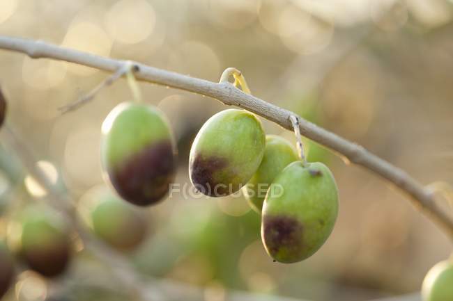 Напів стиглі оливки, висячі — стокове фото