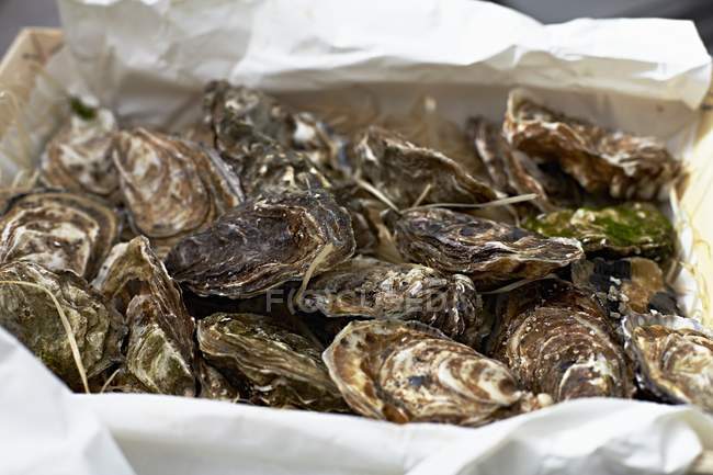 Caixa de ostras frescas — Fotografia de Stock