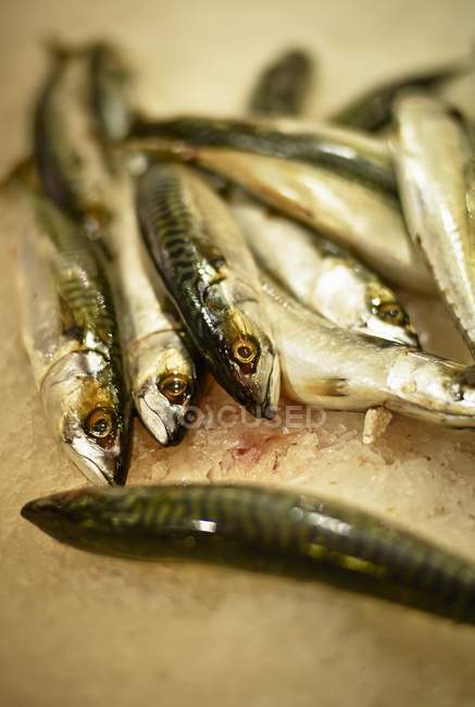 Freshly caught Mackerels — Stock Photo