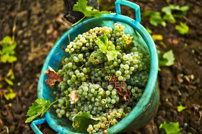 Bucket of fresh picked grapes — Stock Photo