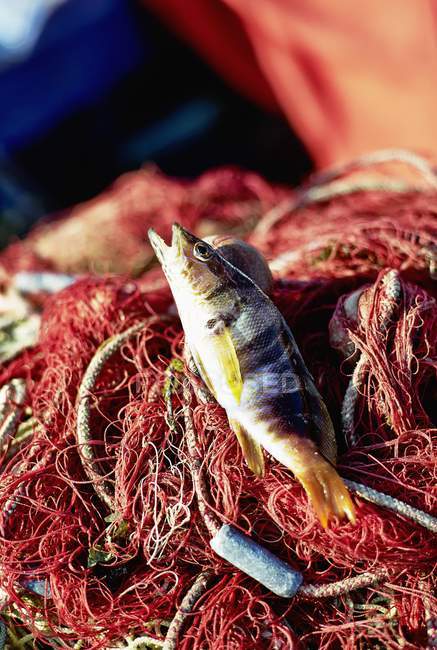 Свіжоспіймана риба морської води — стокове фото
