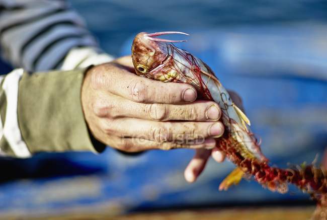 Pescador sosteniendo salmonete rojo - foto de stock