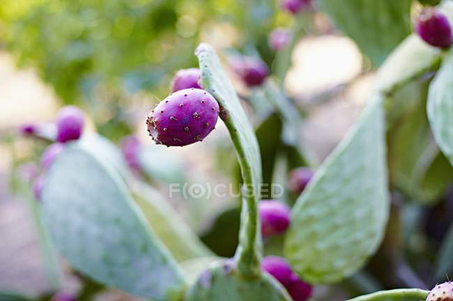 Figues de cactus poussant sur la plante — Photo de stock