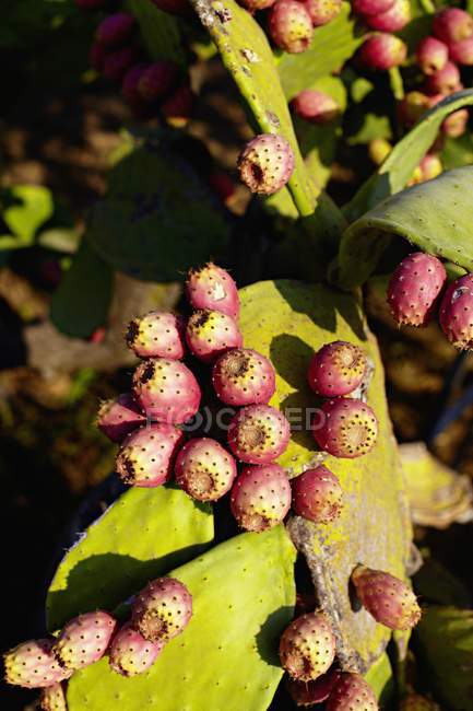 Figos de cacto crescendo na planta — Fotografia de Stock