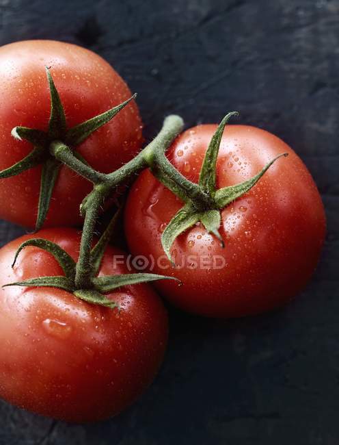 Червоні помідори на лозі — стокове фото