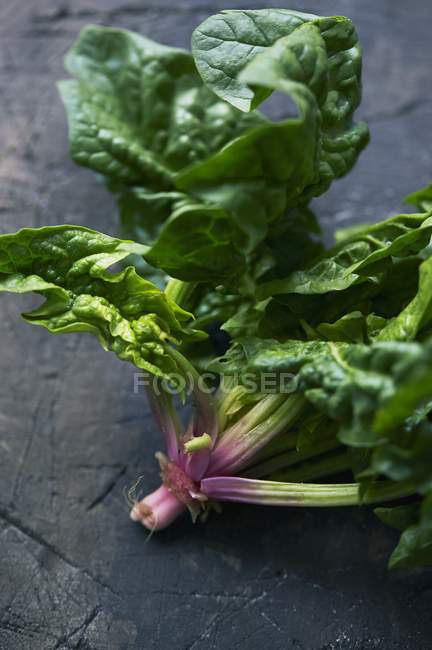 Fresh spinach plant — Stock Photo