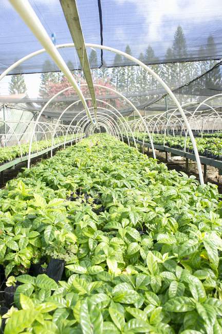 Vista diurna di piante di caffè in una piantagione — Foto stock