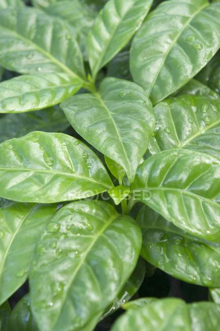 Vue rapprochée de la plante de café feuilles vertes — Photo de stock