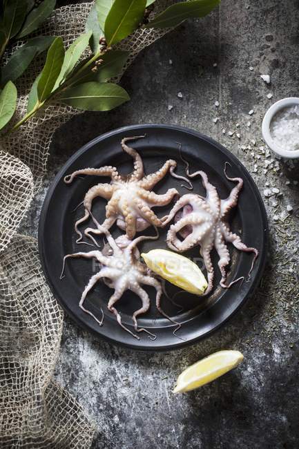 Fresh baby octopuses — Stock Photo
