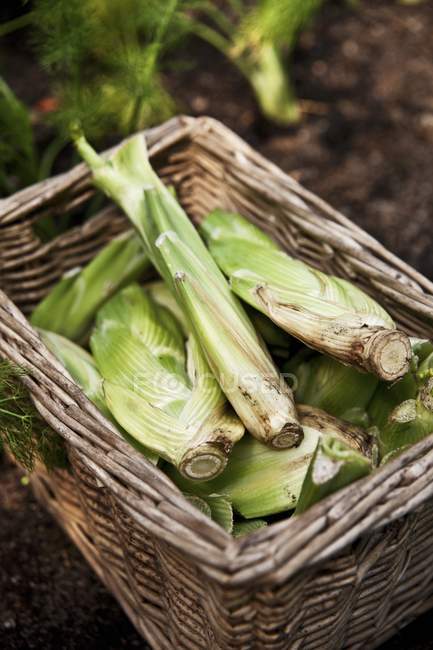 Fresh picked fennel bulbs — Stock Photo