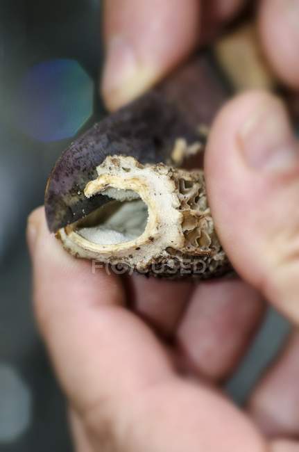 Vista close-up de mãos cortando morel cogumelo fresco com faca — Fotografia de Stock