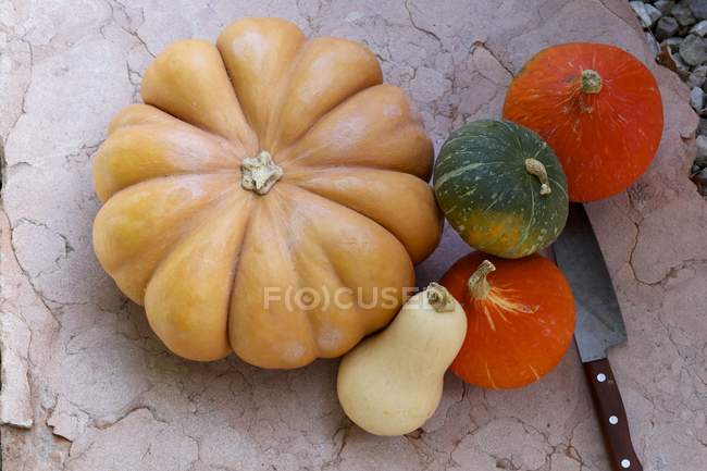 Pumpkins with squashes and gourds — Stock Photo